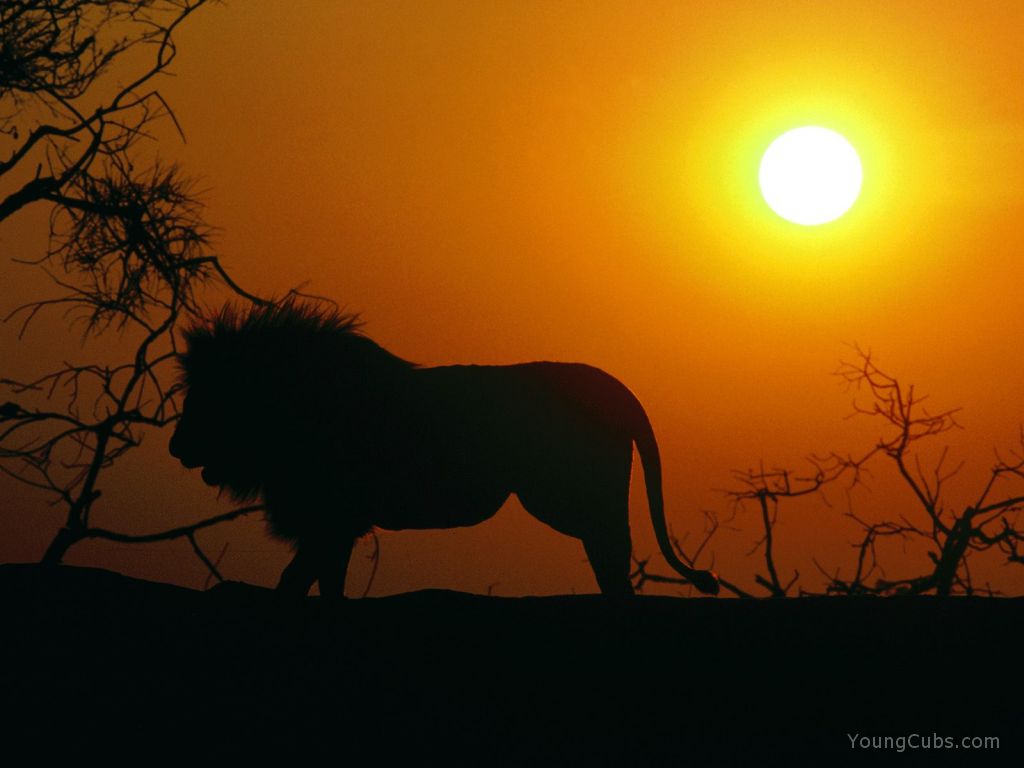 Silhouette, African Lion